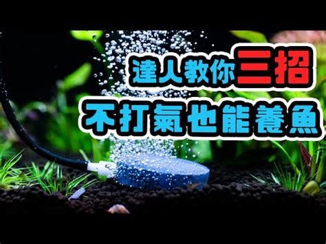 氧氣珠養魚|氧氣珠問題